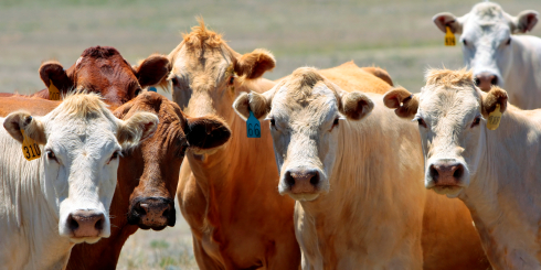 Curious Cows by Lincoln Rogers